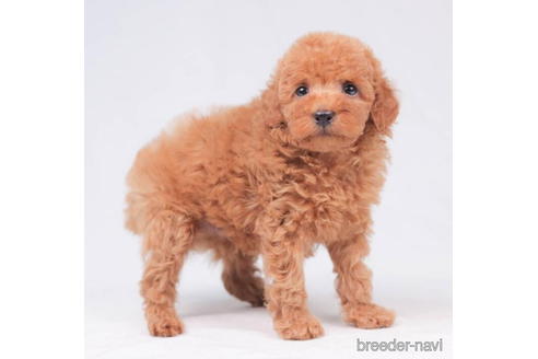 成約済の東京都のトイプードル-202091の3枚目